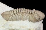 Detailed, Long Kainops Trilobite - Oklahoma #95690-1
